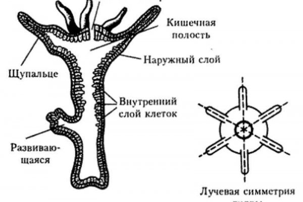 Kraken ссылка зеркало рабочее