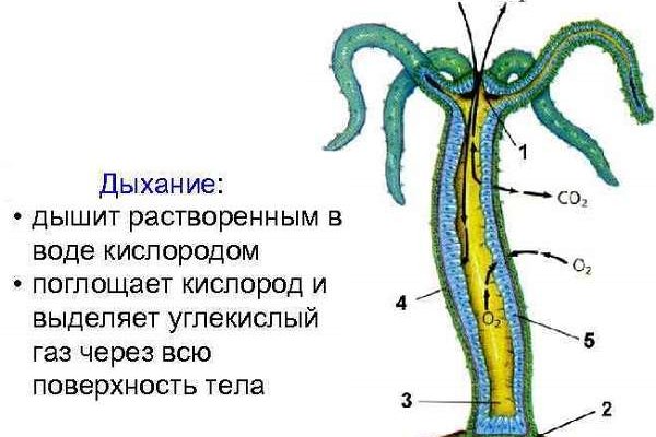 Кракен зеркало сайта vtor run